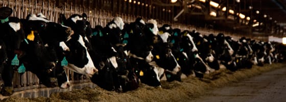 Anaerobic-Digestion-Header-Photo Anaerobic-Digestion-Header-Photo