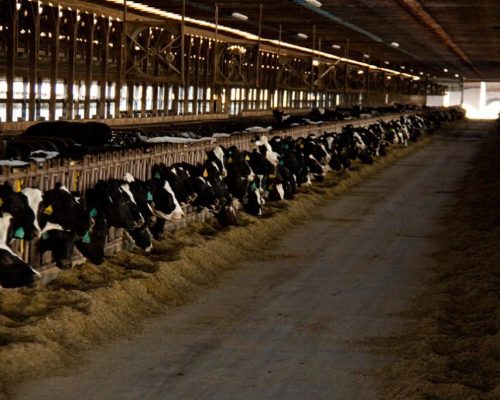 The Cows and the Barns3