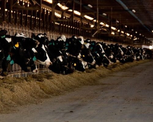 The Cows and the Barns4