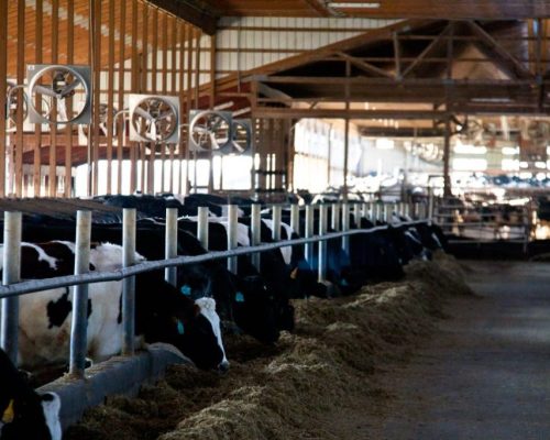 The Cows and the Barns5